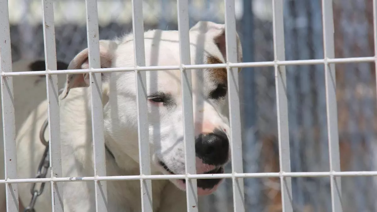 Detenida la due?a de un perro peligroso por agredir a polic赤as tras morder su mascota a un vecino en Alicante