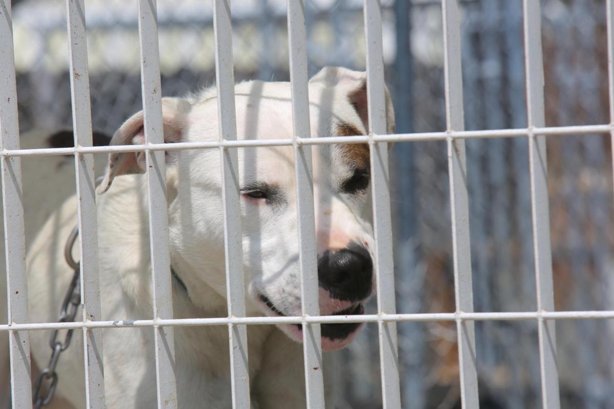 Un perro enjaulado tras atacar a una persona, en una imagen de archivo