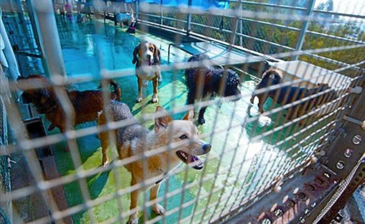 Animales en la perrera municipal de la Rabassada.