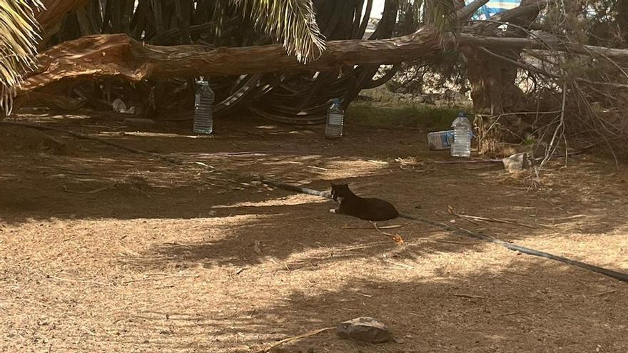 Gatos, ratas y erizos amenazan a reptiles y aves en la reserva de las dunas de Maspalomas