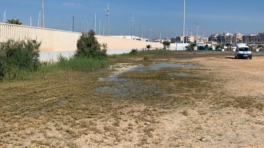 Torrevieja pelea contra la plaga de mosquito común y mosquito tigre