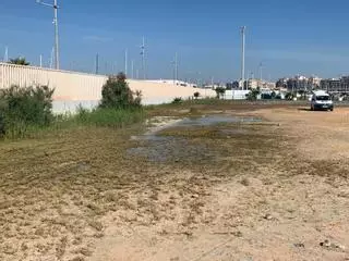 Torrevieja combate una de las plagas más intensas de mosquitos de los últimos años