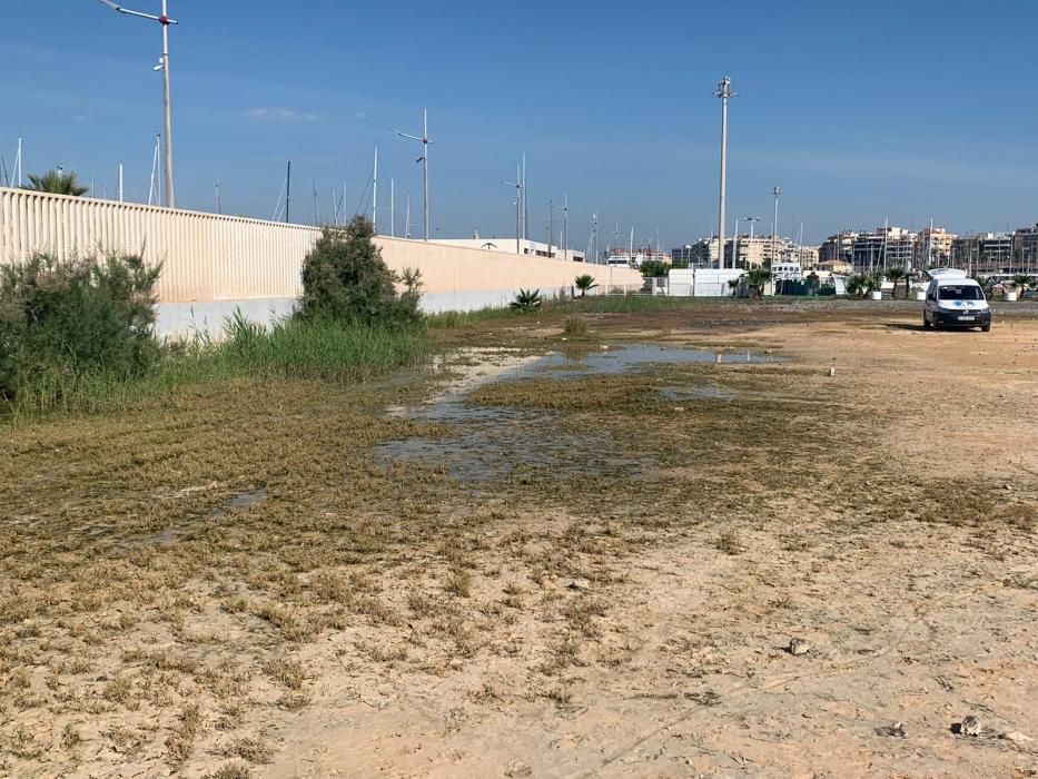 Fumigación en la zona en la que se acumula agua de lluvia en Marina Salinas, junto al dique pesquero y los museos flotantes