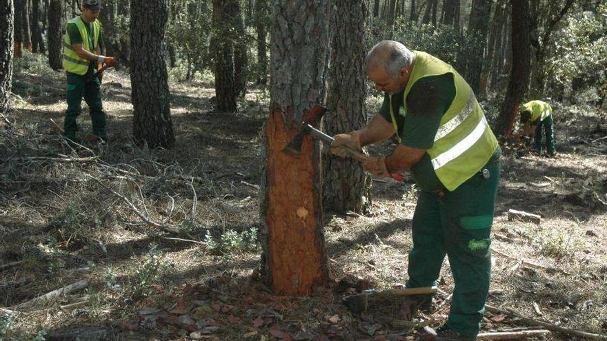 La Junta extraerá resina de 57.000 pinos en Zamora