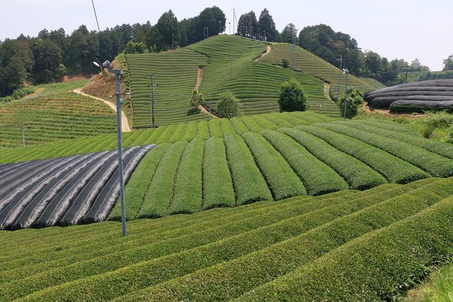 Plantaciones de té Uji, Japón