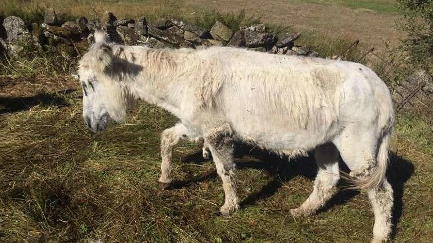 El burro iniciará una nueva vida en Santiago. // FdV