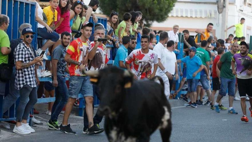 En primer plano, una de las vacas pasa ante el público.