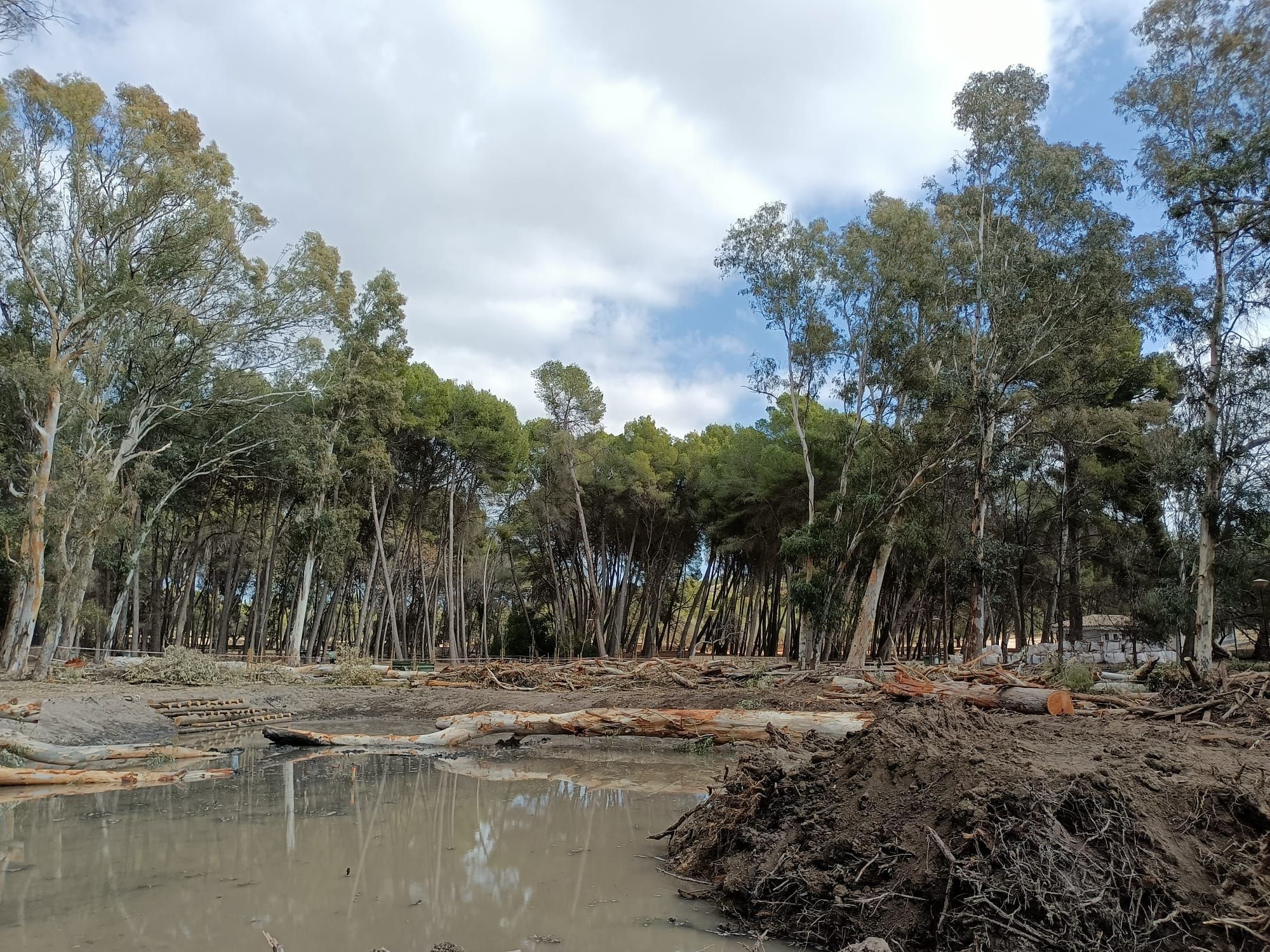 El humedal del Parc de Sant Vicent de Llíria llevaba más de medio siglo sepultado y ahora es un hábitat de la flora y fauna local