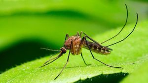 Adiós a los mosquitos por la noche: la planta de Leroy Merlin que impide que entren en la habitación