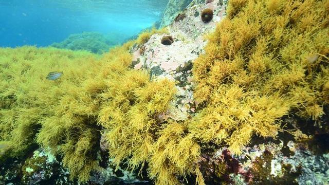 Mujo amarillo en el fondo marino de Canarias.