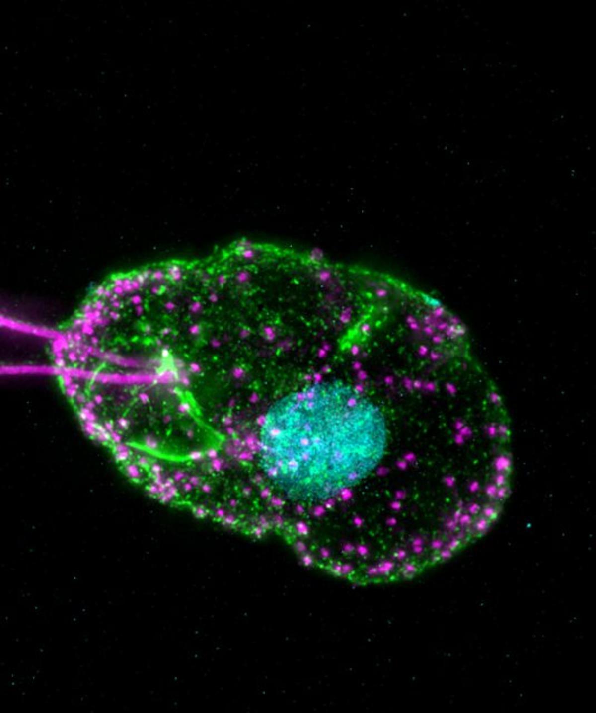 Si no puedes verlo, expándelo: la nueva técnica para estudiar el micromundo