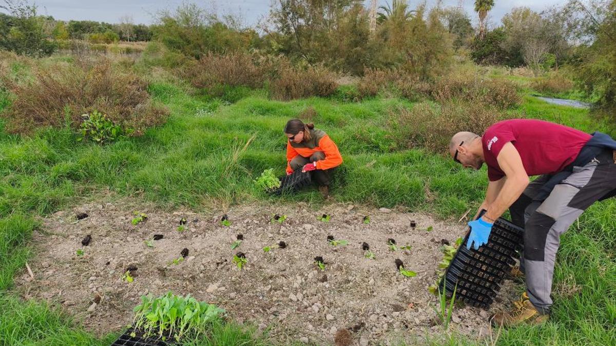 Dos operarios plantan varias especies arbóreas en la marjal de Massamagrell.