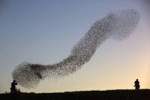 A flock of starlings fly over an agricultural field near the southern Israeli city of Netivot
