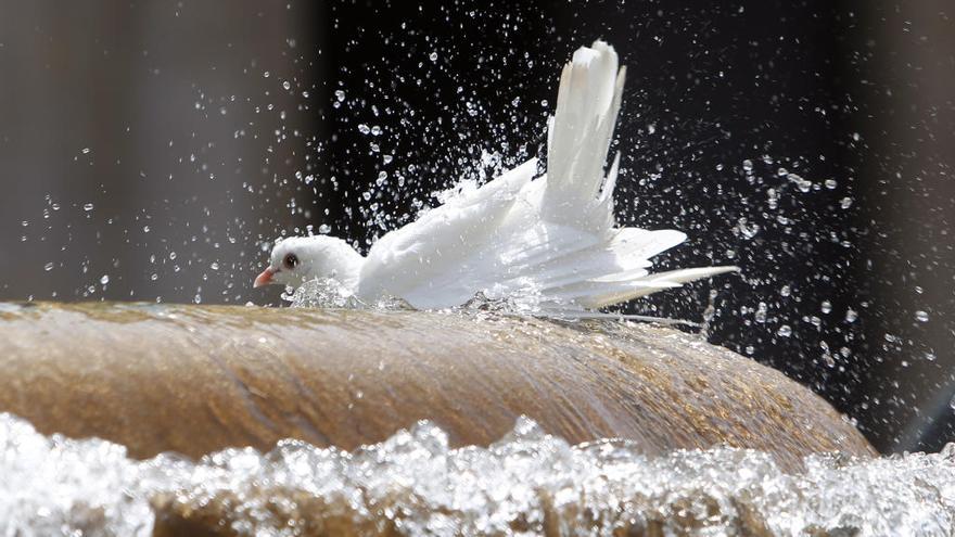 Las medidas que aplicará València para controlar las palomas y los estorninos
