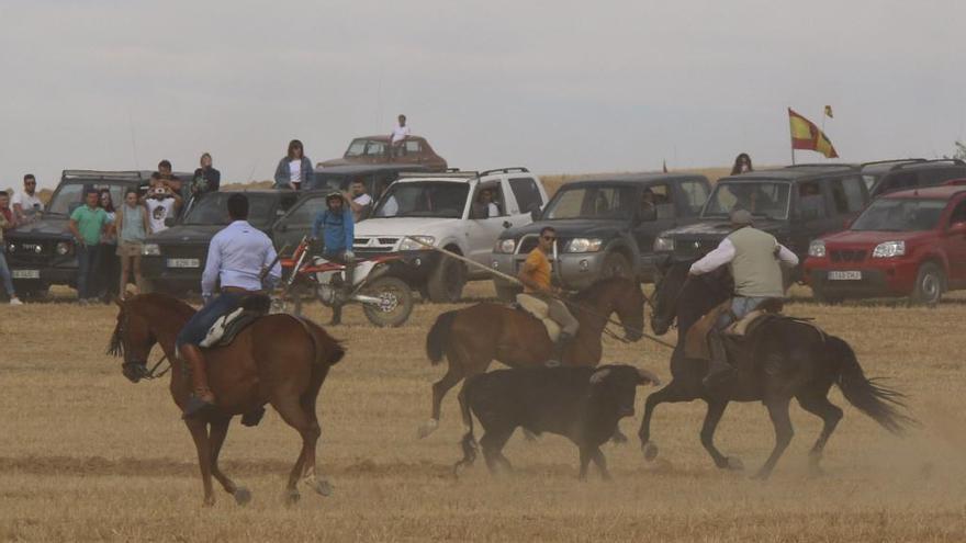 Encierro taurino en Villalpando.