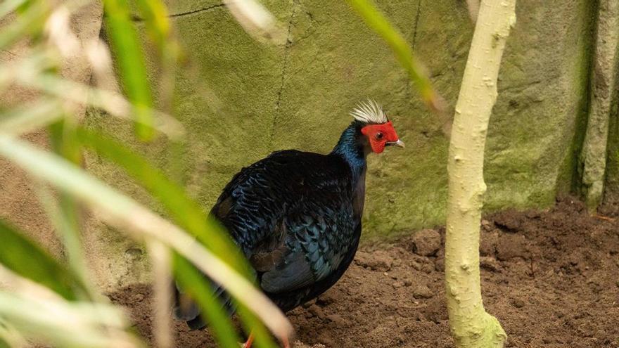 Un faisán nacido en Bioparc Fuengirola viaja a Vietnam para ayudar a salvar a una especie al borde de la extinción