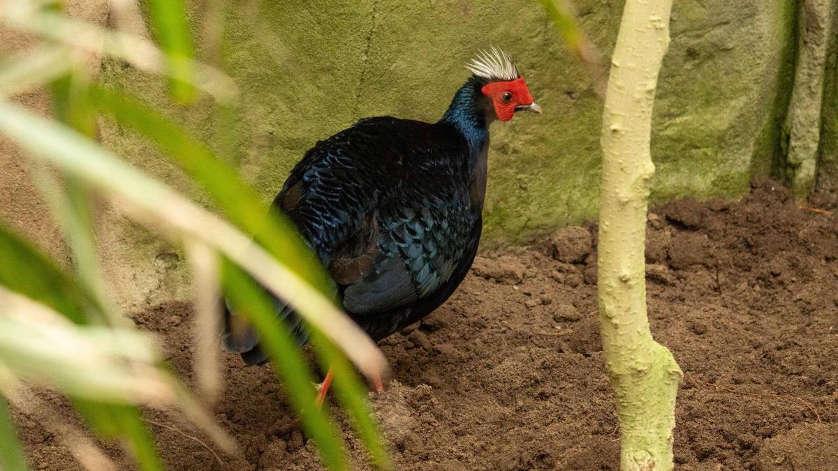 Una faisana nacida en la Bioparc Fuengirola ya forma parte del proyecto de reintroducción del faisán de Edwards en Vietnam