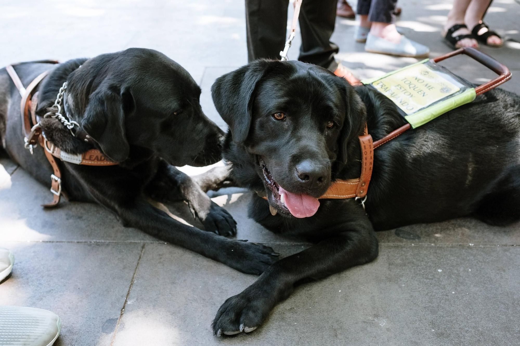 Los perros guía para pacientes con discapacidad ya pueden subir a las ambulancias en Baleares