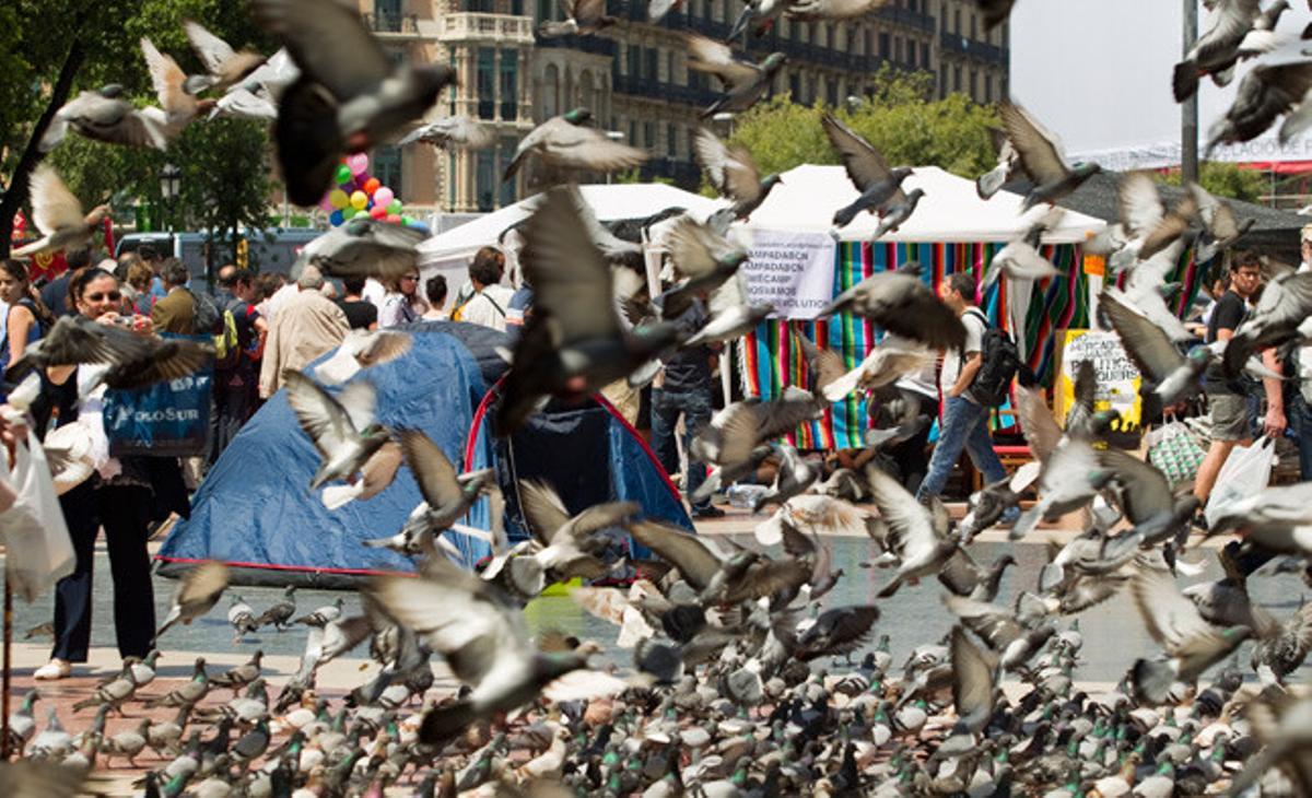 Una bandada de coloms aixeca el vol davant l’acampada de protestants a la plaça de Catalunya de Barcelona.
