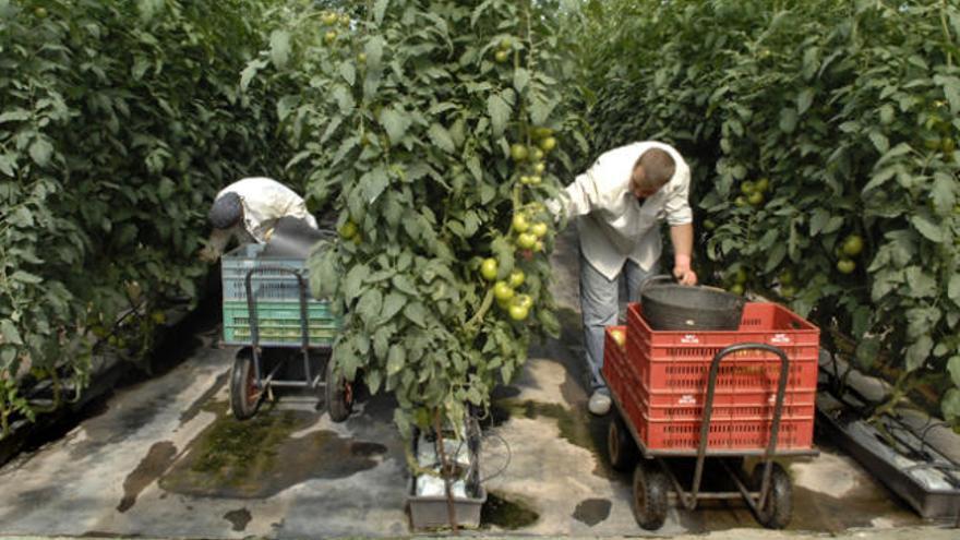 Dos agricultores en un invernadero de Vargas, en Agüimes. i ANDRÉS CRUZ