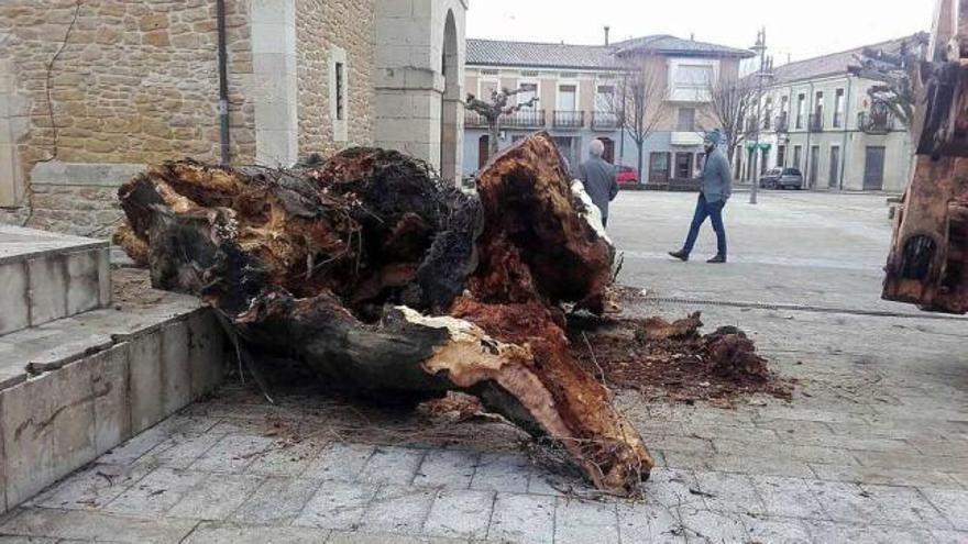 Talan el centenario tronco del negrillón de Boñar (León), símbolo de la villa