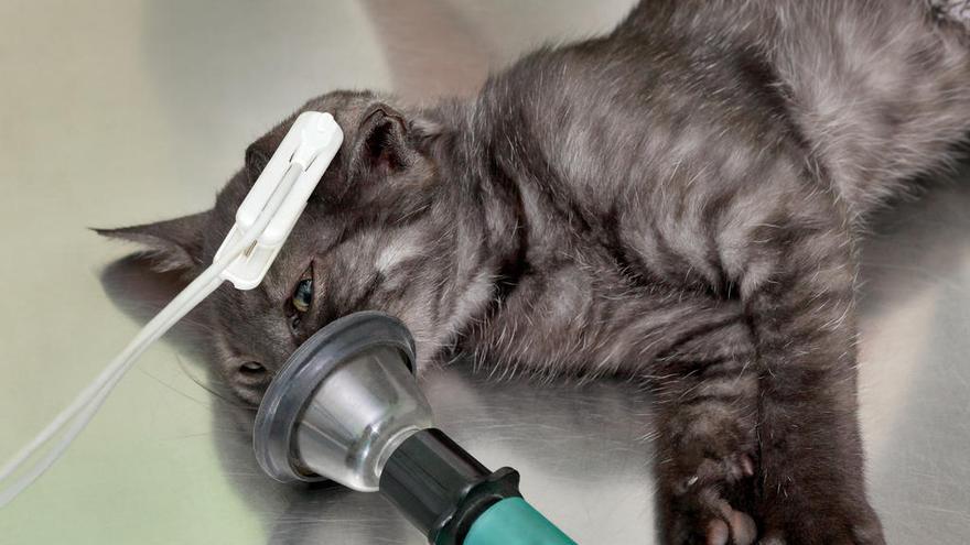 Anestesian a un gato para una cirugía.