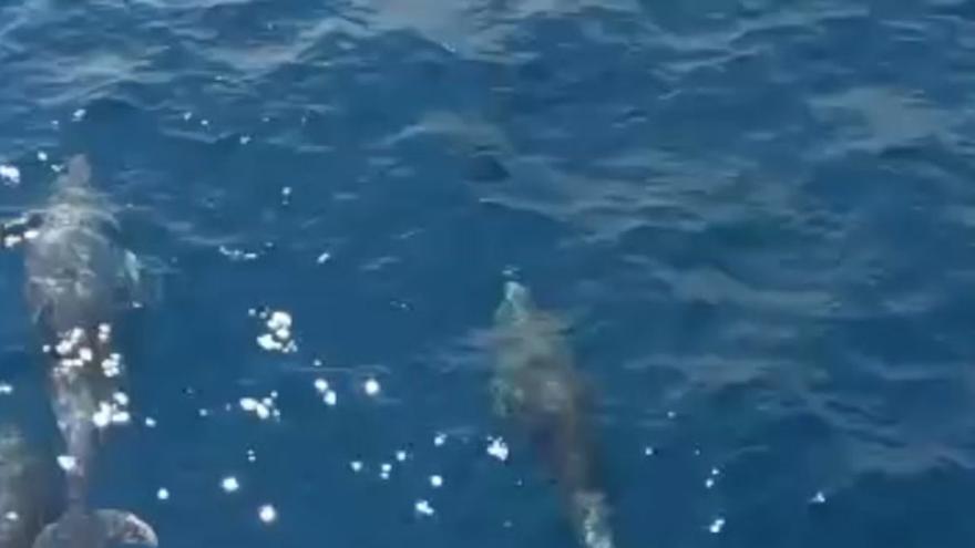 Un grupo de delfines nada cerca de la costa de Castellón