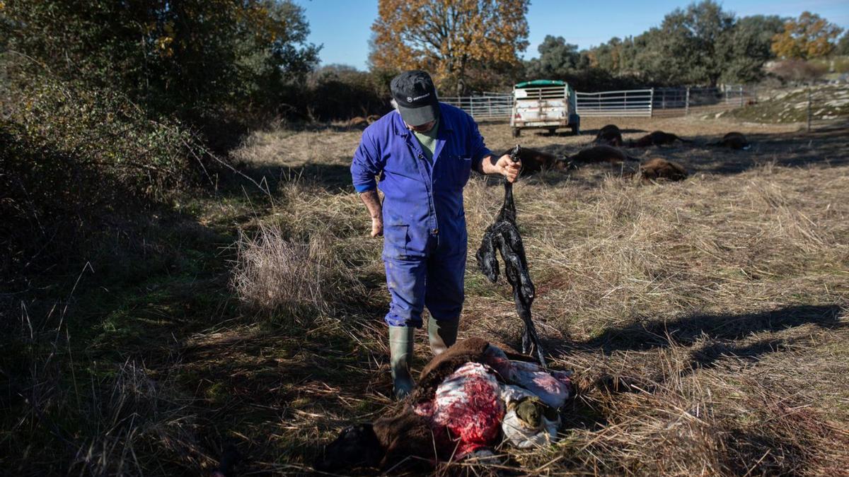 El ganadero de Torrefrades Antonio Manzano sostiene el feto de cordero que gestaba una oveja muerta. | E. Fraile