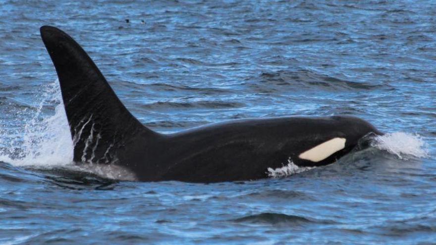 Las orcas imitan el habla humana