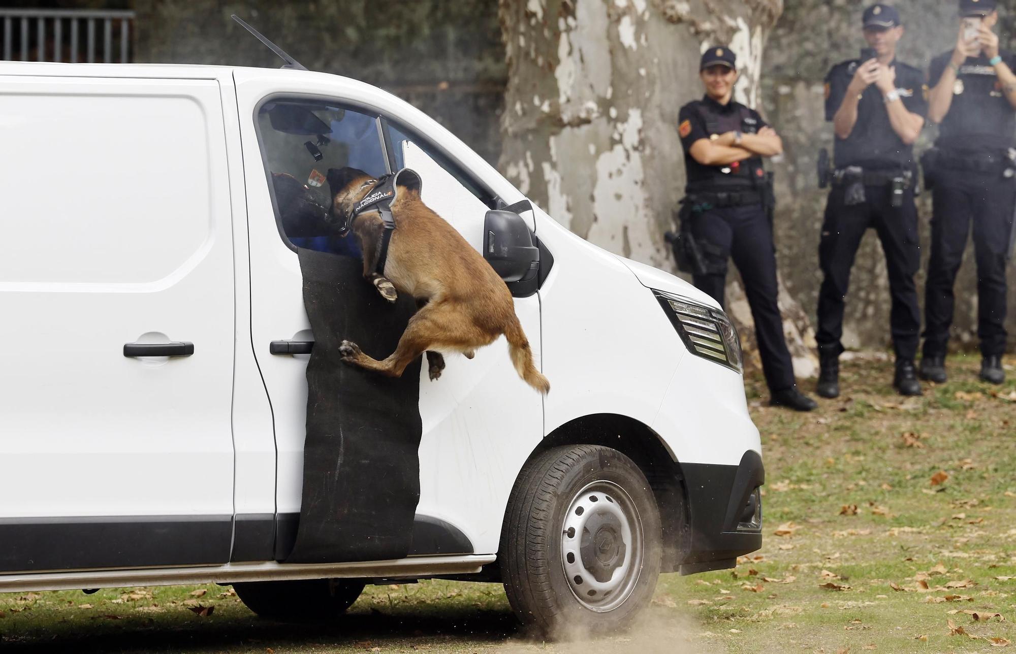 Exhibición de la Policía Nacional en el auditorio de Castrelos en Vigo