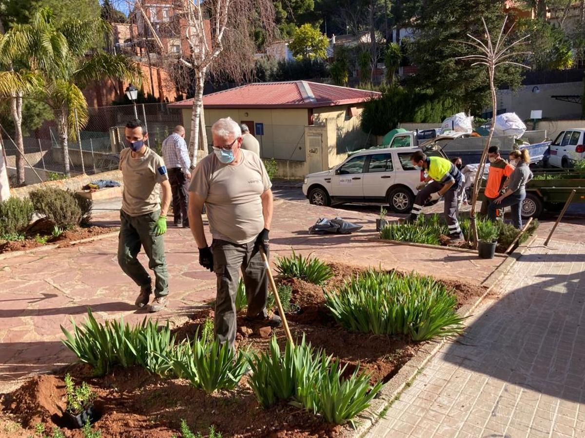 Plantan la estepa de Cartagena en Serra