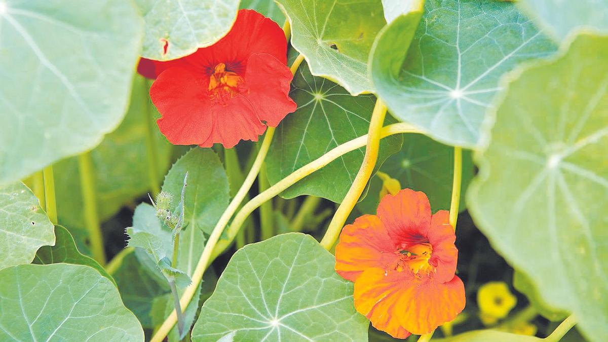 Häufig verstecken sich die roten, gelben und orangefarbenen Blüten hinter den tellergroßen, saftig-grünen Blättern.