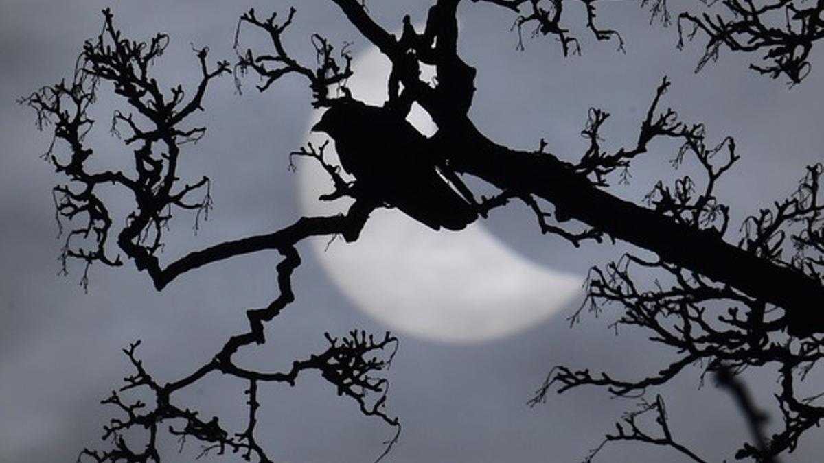 Un pajaro en una rama, ante el eclipse parcial de sol.