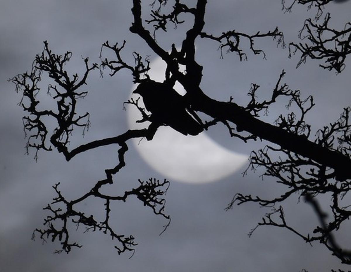 Un ocell en una branca, davant l’eclipsi parcial de Sol.