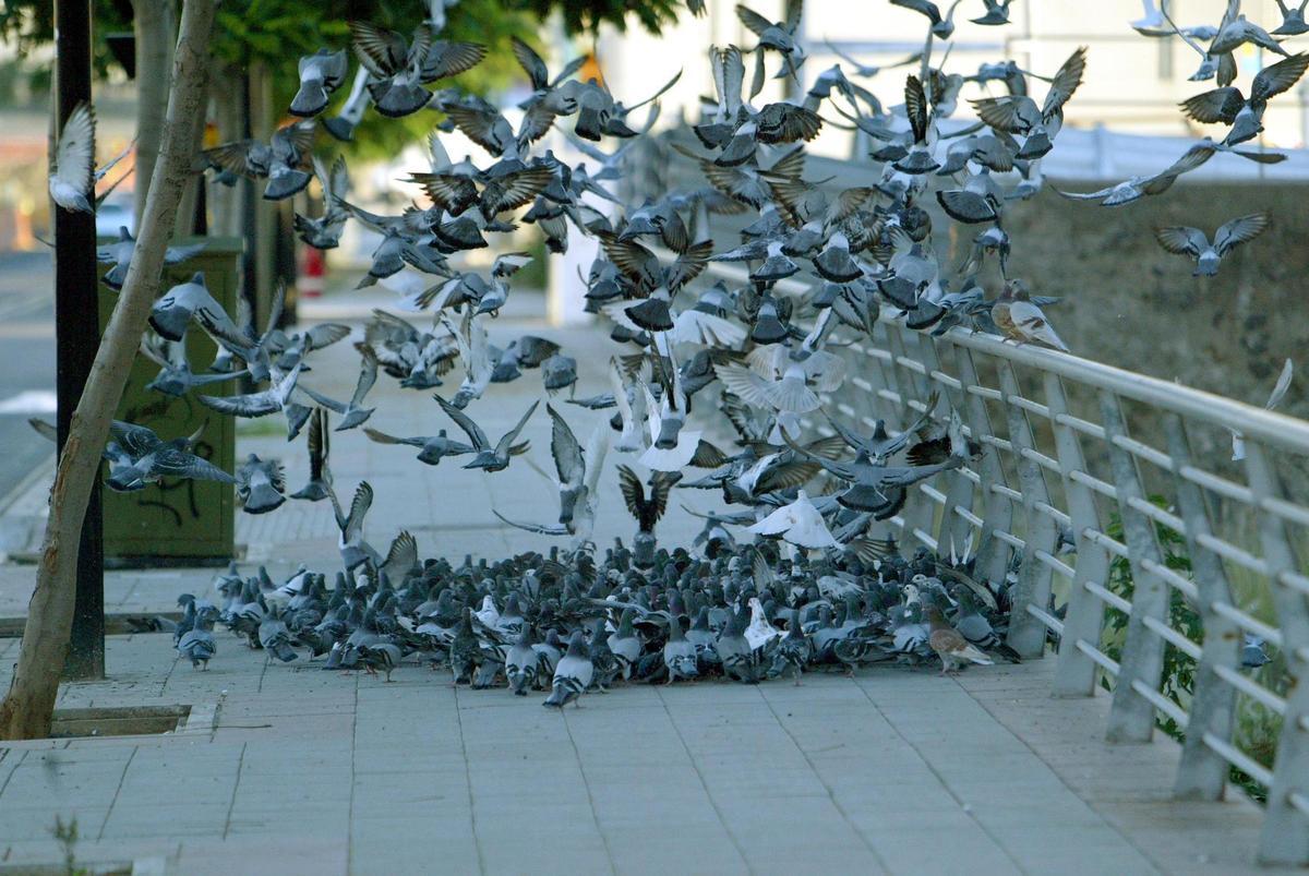 Bandada de palomas en una imagen de archivo en Santa Cruz de Tenerife.