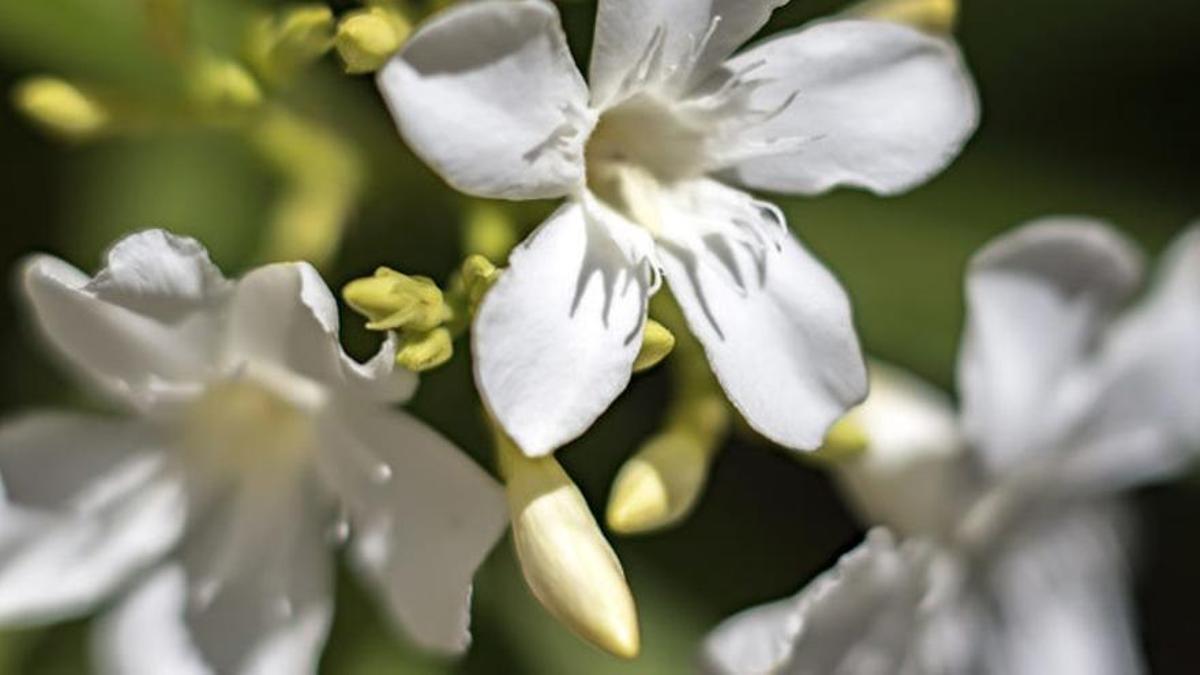 Flor de la adelfa blanca.