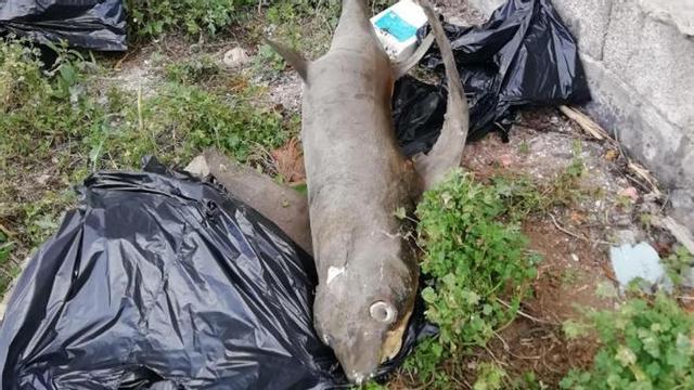 El tiburón disecado arrojado a un solar en La Zamora (Tenerife).