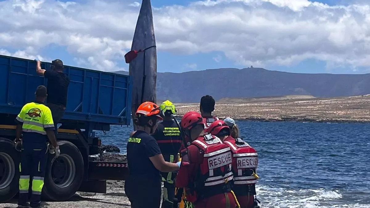 Nuevo animal varado en la costa de Canarias: localizado un zifio este lunes en Caleta de Caballo (Lanzarote)