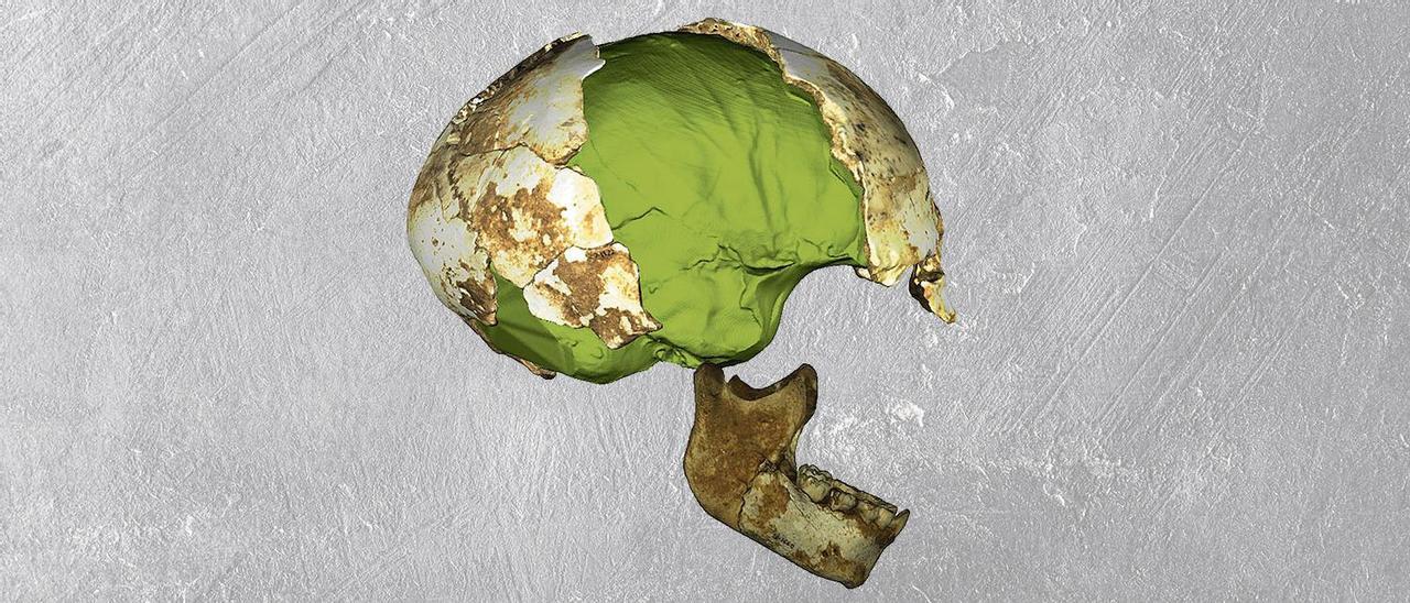 Reconstrucción virtual de un cráneo juvenil de uno de los individuos del Sidrón, en uno de los estudios  recientes.