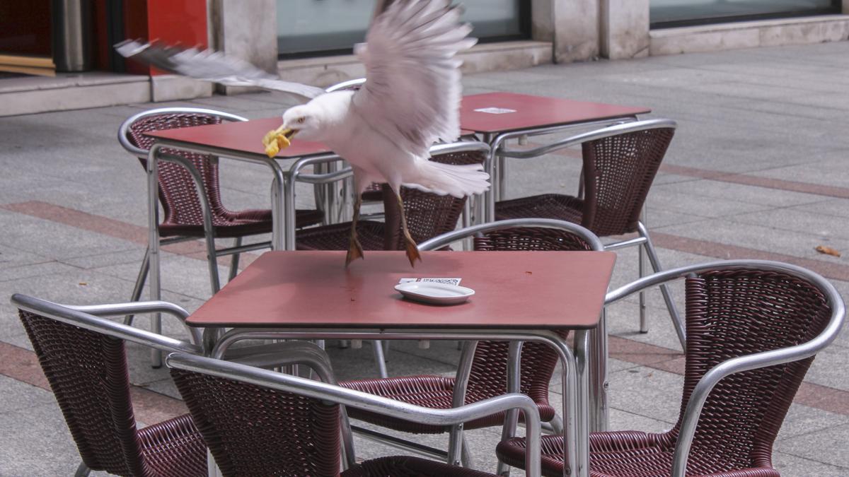 Una gaviota se lleva un pincho en la calle Corrida.