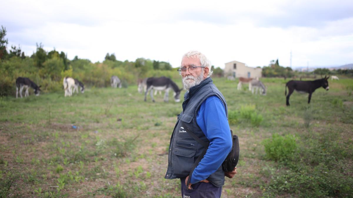 Imagen del propietario de los burros, Juan Lebrián, en su finca del Grau de Castelló.