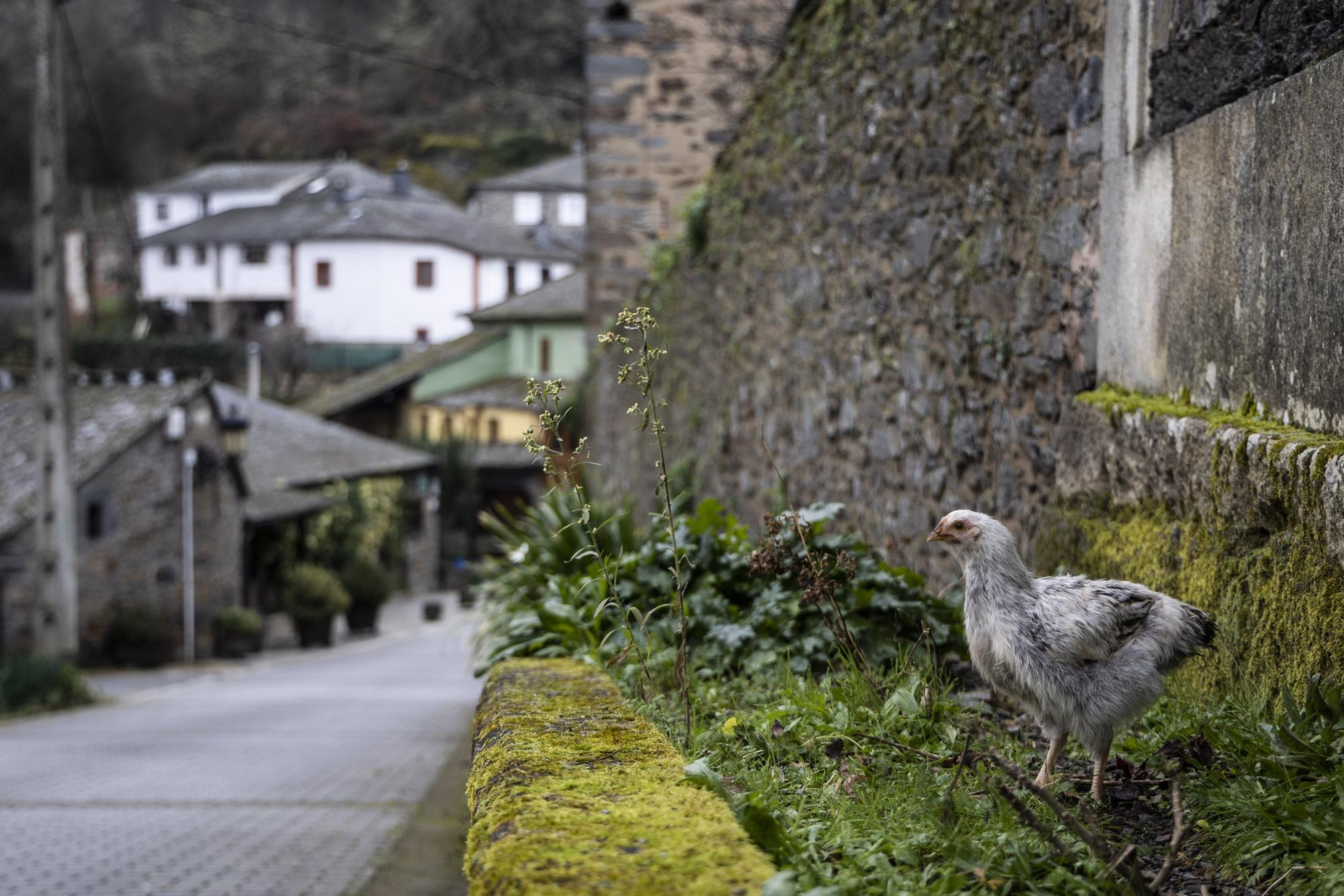 Asturianos en Pesoz