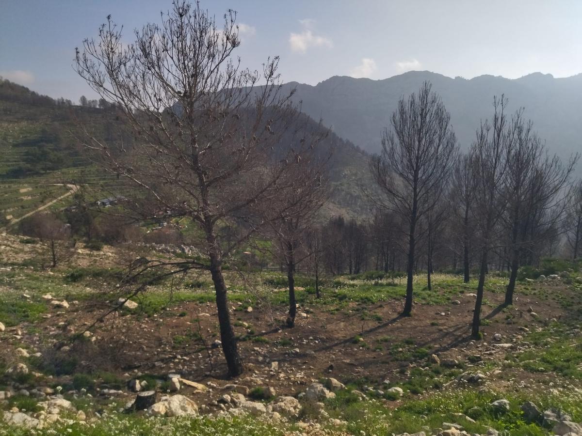 Desolación, erosión y bandadas de cuervos en las laderas del Coll de Rates arrasadas hace 8 meses por el fuego (imágenes) Desolación, erosión y bandadas de cuervos en las laderas del Coll de Rates arrasadas hace 8 meses por el fuego (imágenes)