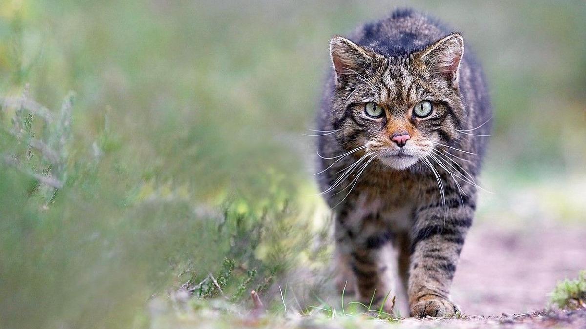 El gato montés, en peligro de extinción: el ser humano provoca el 83% de las muertes