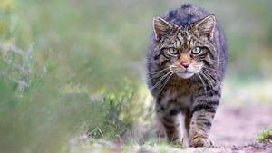 El gat de muntanya, en perill dextinció: lésser humà provoca el 83% de les morts
