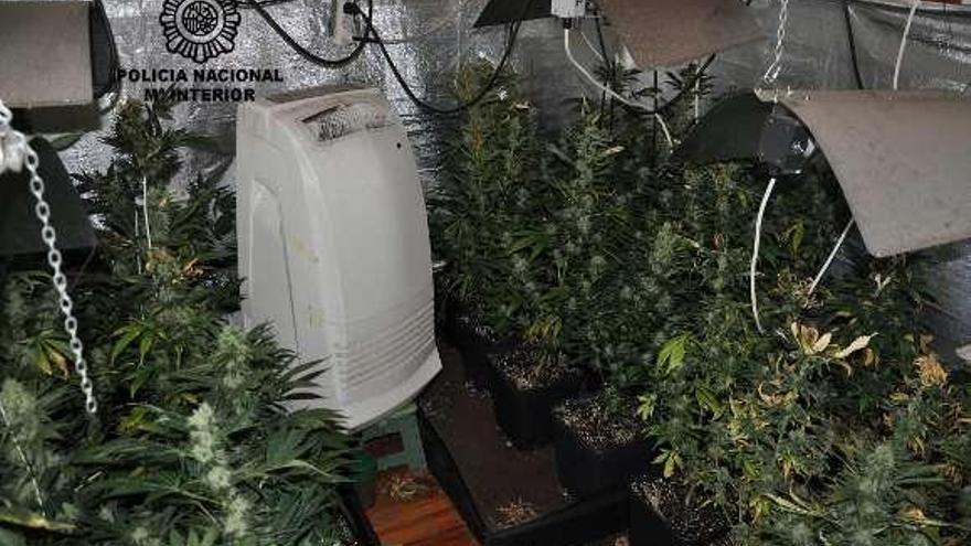 El fiscal pide 3 años para el vecino de Vigo cuyo desahucio destapó una plantación de marihuana