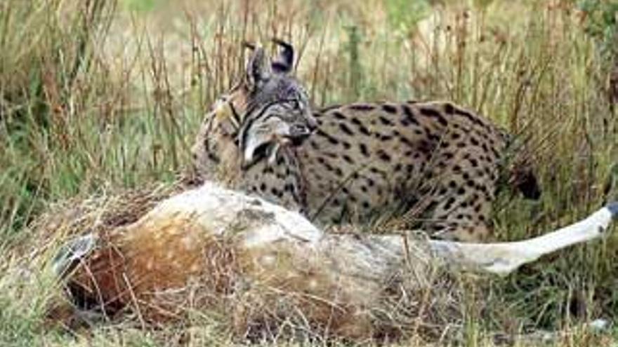 El CSIC advierte que gran parte de la fauna de Doñana padece tuberculosis bovina