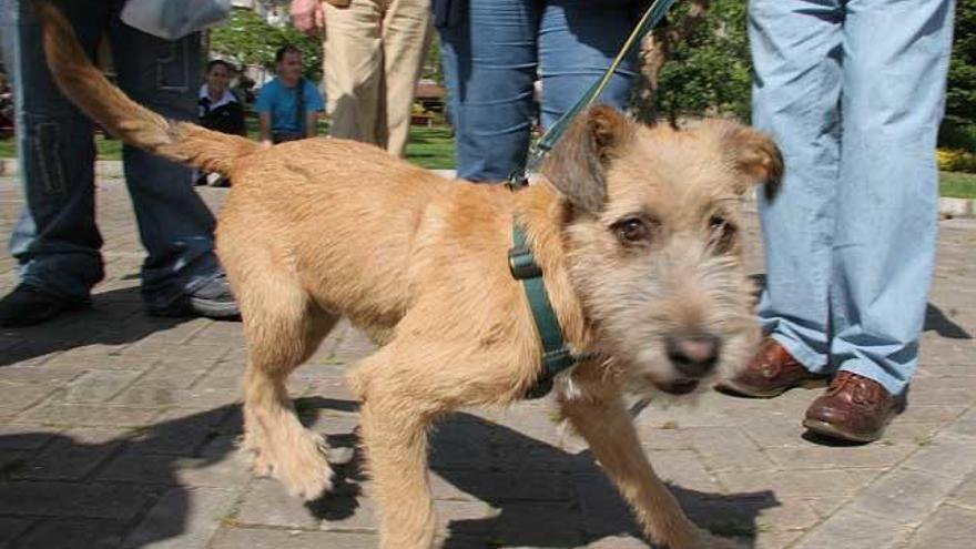 Imagen de un perro paseando // I.Osorio