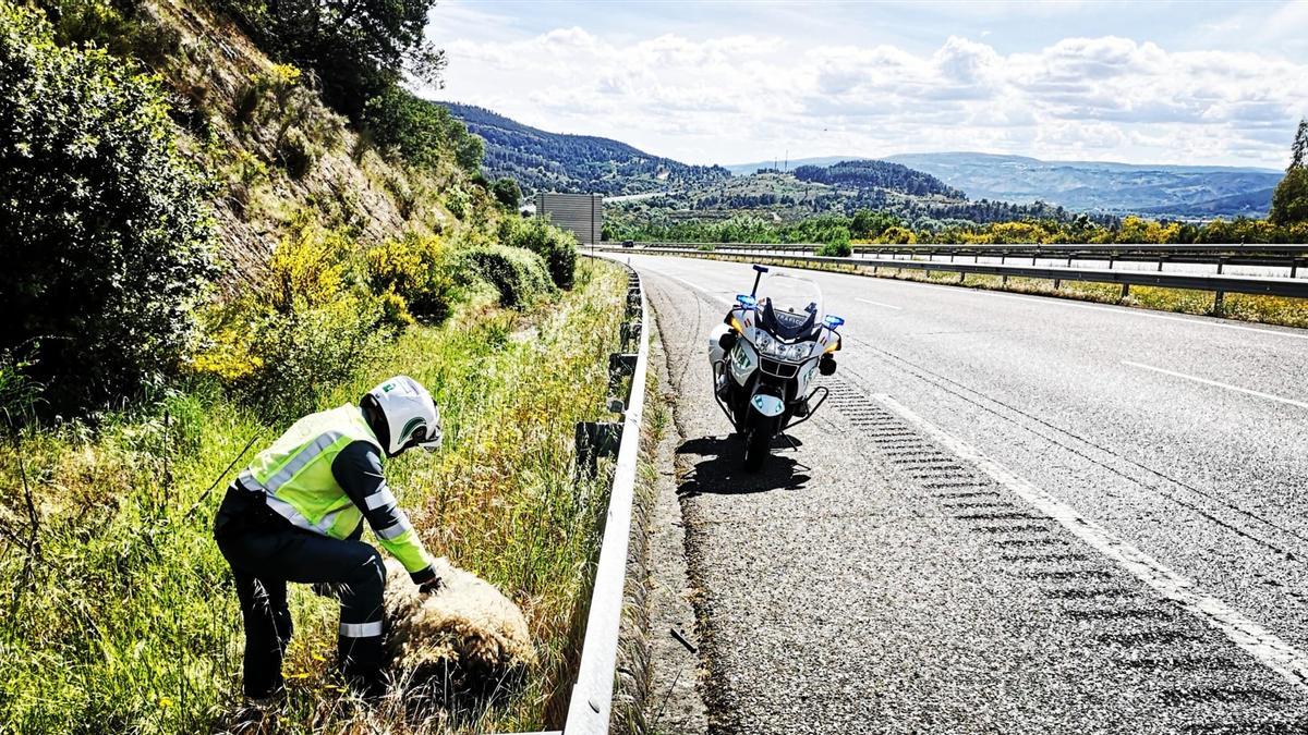 La oveja ya inmovilizada en el arcén