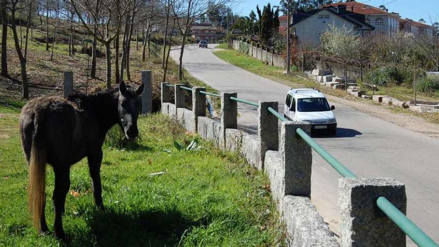 Un caballo en el área recreativa de Chapela, junto al Camiño da Bruxa. // Faro